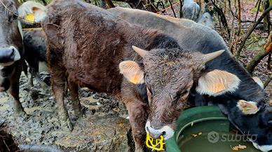 Vitellone Bruna alpina Originale