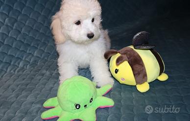 Cucciola dolcissima Bichon a poil frisè