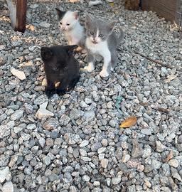 Gatti piccoli svezzati