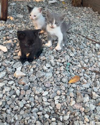 Gatti piccoli svezzati