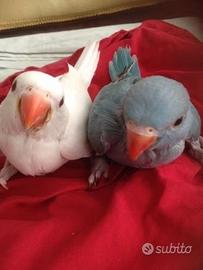 Pappagalli Parrocchetti dal collare DA IMBECCO