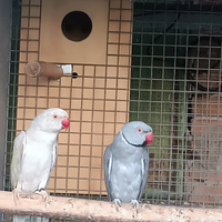 Coppia papagalli parrocchetto collare