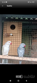 Coppia papagalli parrocchetto collare