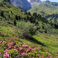 Vacanze in agosto in Val di Fiemme