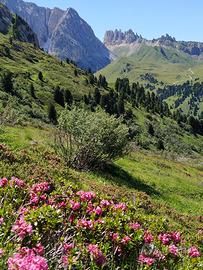 Vacanze in agosto in Val di Fiemme