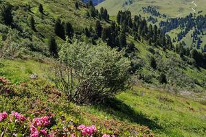 Vacanze in agosto in Val di Fiemme