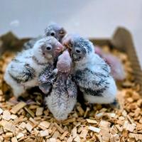 Pyrrhura Molinae allevati