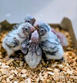 Pyrrhura Molinae allevati