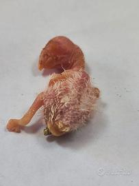 Pulli di roseicollis imbeccati a mano