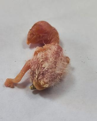 Pulli di roseicollis imbeccati a mano