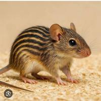 Topi cinghiale