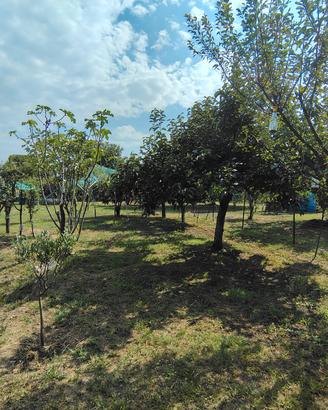 Terreno Agricolo 1200m²