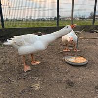 Coppia oca romagnola