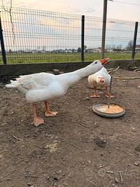 Coppia oca romagnola