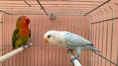 Coppia Diluiti Inseparabili Fischer