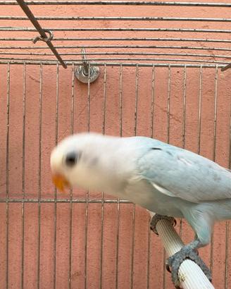 Coppia Diluiti Inseparabili Fischer