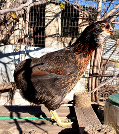 Galline Araucane e Olive egger