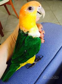 Pappagallo Caicco Testa Gialla