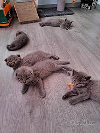 Sono disponibili gattini