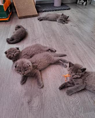 Sono disponibili gattini