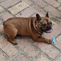 Bulldog francese