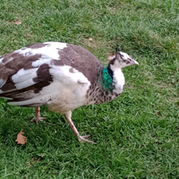 Pavone arlecchino femmina