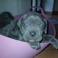 Cane corso