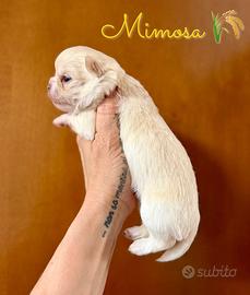 Chihuahua femmina cucciola