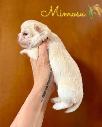 Chihuahua femmina cucciola