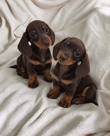 CUCCIOLI BASSOTTO CIOCCOLATO  TOY