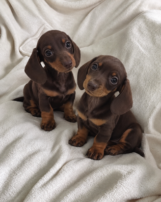 CUCCIOLI BASSOTTO CIOCCOLATO  TOY