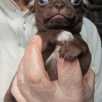 Chihuahua maschietto con pedigree