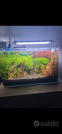 acquario