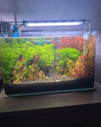 acquario
