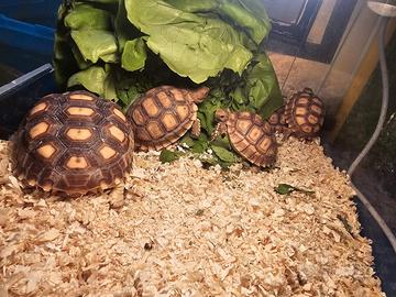 Coppia di tartarughe sulcata