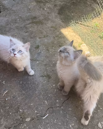 Gatti siberiani di 5 mesi