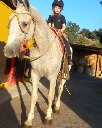Cavalla camargue