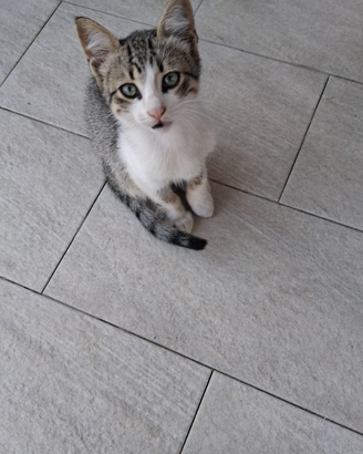 Gattini