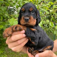 Cuccioli Setter Gordon - Genealogia da beccaccini