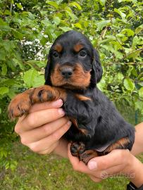 Cuccioli Setter Gordon - Genealogia da beccaccini