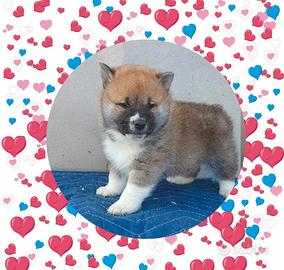 Shiba Inu