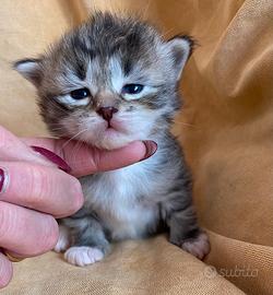 Cuccioli di gatto siberiano