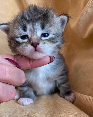 Cuccioli di gatto siberiano