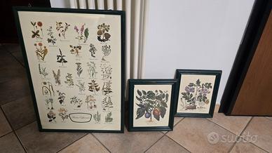 Set tre quadri botanici vintage stile provenzale