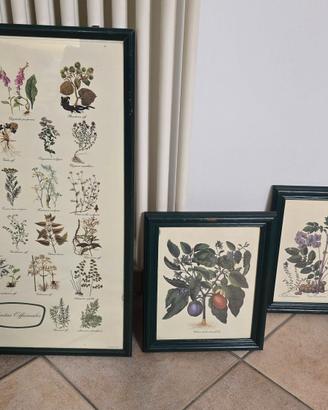 Set tre quadri botanici vintage stile provenzale