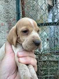 Cuccioli di cane razza bracco pointer