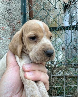 Cuccioli di cane razza bracco pointer