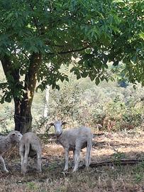 Pecore e agnelli