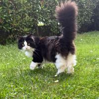 Gatto siberiano per monta