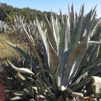 Agave diverse dimensioni